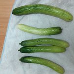 고흥포두/포두원예영농조합 완전 사기꾼들이네요