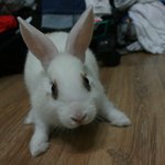 제가 <b>토끼</b>를 키우고 있는데...