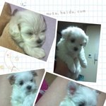 전남친이 <b>분양</b>받아준 사랑스러운 에바.