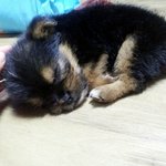 ★★유기견 강아지는 강아지 아닙니까?(수정)