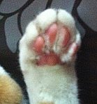 ★★사진有★)병맛 괭이<b>보로</b>와용(개님 깨알출연ㅋㅋㅋ)