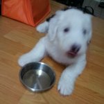 ★★★★ <b>올드</b>잉글쉽독 매력에 빠져보세요 ★★★★-봉구판