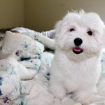 2살에 세상떠난 말티즈 우주.