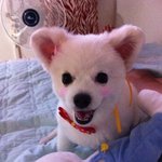 <b>포메라니안</b> 콩이~
