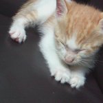우리집 귀염둥이 해찌를 소개합니다>.<~