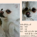 의정부에서<b>흰색</b>포메라이언을잃어버렸어요