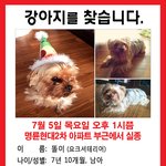 강원도 원주시에서 잃어버린 강아지를 찾습니다.