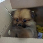 [po<b>포</b><b>메</b>wer] <b>포</b><b>메</b>같지않은<b>포</b><b>메</b> 뽀리쨘의 일상