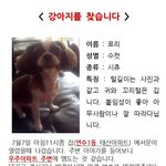 10년동안 키운 제 남동생같은 강아지를 찾습니다.