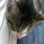 똥골똥골긔여운 우리집 고양이 다옹이