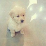 ☆★☆★골든리트리버계의 지x견 달자를 소개합니다!!!!☆★☆★