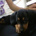 짜리몽땅한, 짜<b>몽이</b>를 소개합니다 ^_^!