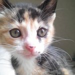 [사진有르스윌리스]♥♥♥♥♥아꺵이 메리와 <b>봉봉</b>이 육묘일기♥♥♥♥♥♥♥♥♥♥♥...