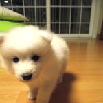 대형견[사진有] 사모예드 판 ♡♥ 우리집 막내 '밀가루' ♥♡