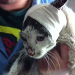 상처입은 길고양이→거만한개냥이