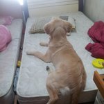 ☆★☆★골든리트리버계의 지x견 달자를 소개합니다!!!!2☆★☆★