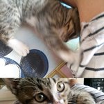 길냥이 <b>아치</b>판 2탄~~~~~~