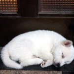 ((사진多多有有))★★★ 토종개판!!!!!!!!!! ★★★ 진돗개와...