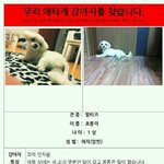 저희<b>초롱</b>이 찾아주세요...