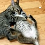 우리냥이 초코,모카 (톡톡2번째)