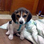 ★ 스압有 ★  난 악마와의 계약을 맺었다 / 까비의 폭풍 성장기