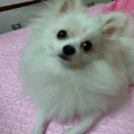 @ 한글이와 세종<b>대왕</b> 움짤판 [15탄!!!]