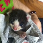 도와주세요 죽어가는 고양이를 데려왔습니다.