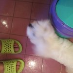 사랑스러운 에바(개바스)♥