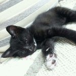 아기 길냥이의 엄마아빠가 되어  키워주세요.ㅠㅠ