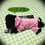 4차원녀와 까미의 동거일기.(스크롤압박주의)