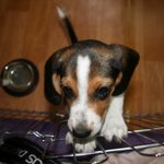 비글[사진有]태봉이를소개해용 (사진겁내많으니스압주의)