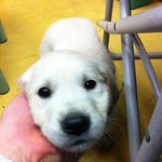 [사진有진짜 많음] 골든리트리버 <b>루나</b>를 소개합니다~