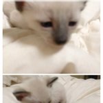 ★솔&amp;방울 <b>샴쌍둥이</b> 육아일기★