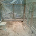 강화도<b>주민</b>분들!도와주세요!! 우리 뽕이좀찾아주세요ㅜㅜ