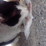 고양이 분양하실분!!