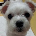 말티즈 꽁이를 소개 합니다!