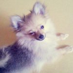 [po<b>포</b><b>메</b>wer] <b>포</b><b>메</b> 뽀리쨘의 일상 3