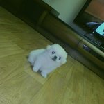 1년동안 똥먹는 우리 <b>봄</b>이(<b>사진</b>有동영상有)