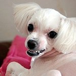 강아지에게 가장좋은선물은 산책입니다