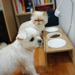 ▶▶2탄 고양이밥 뺏어먹는 개◀◀