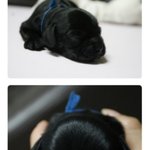 <b>꼬물</b>이에서 1살 성견이 되기까지 1탄 (사진多)