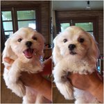 [분노합니다] <b>대낮</b> 도로에 애견유기!!