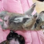 2012.04.27일~ 28일사이 출산한  강아지 무료 분양합니다-...