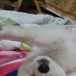 ☆샤모피츠★ 사진 굉장히많음. 우리집 요가 개느님 을 소개해요