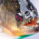 올 여름, 물가를 조심하라!! <b>식인</b>물고기, 살인기생충 경보!!