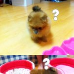 ✿✿악마견 돋는 너란 개ㅋㅋㅋㅋㅋㅋㅋㅋ✿✿