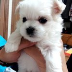 5월12일 데려온 말티즈 .. 심각하게 -_ㅠ ....