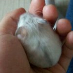 ★햄스터판사진有★