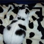 귀엽게 위장하고 있는 <b>동물</b>들