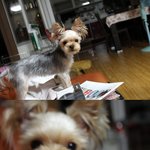 우리<b>집</b> 똘<b>이</b>를 소개합니당 >_<!!